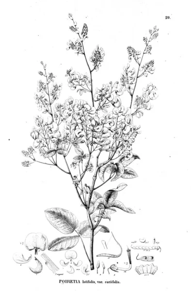 Bitki çizimi. Eski illüstrasyon