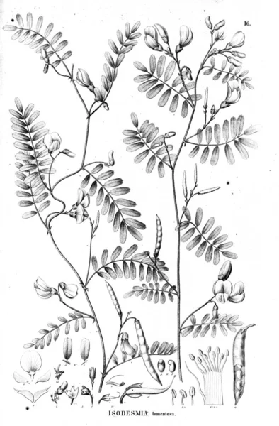 Bitki çizimi. Eski illüstrasyon