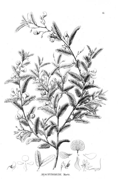 Bitki çizimi. Eski illüstrasyon