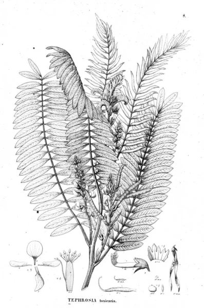 Bitki çizimi. Eski illüstrasyon