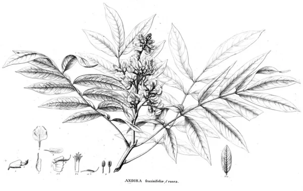 Ilustrație Plante Ilustrație Veche — Fotografie, imagine de stoc