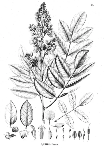 Bitki çizimi. Eski illüstrasyon