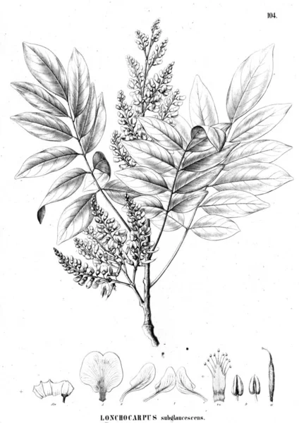 Illustration Plante Vieille Illustration — Photo