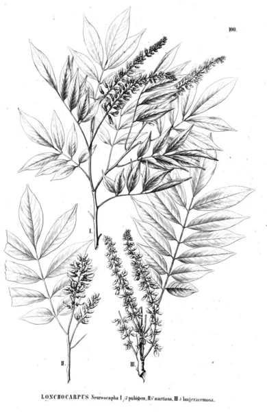 Bitki çizimi. Eski illüstrasyon