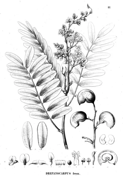 植物的例证 旧插图 — 图库照片