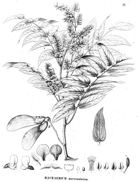 Illustration Plante Vieille Illustration — Photo