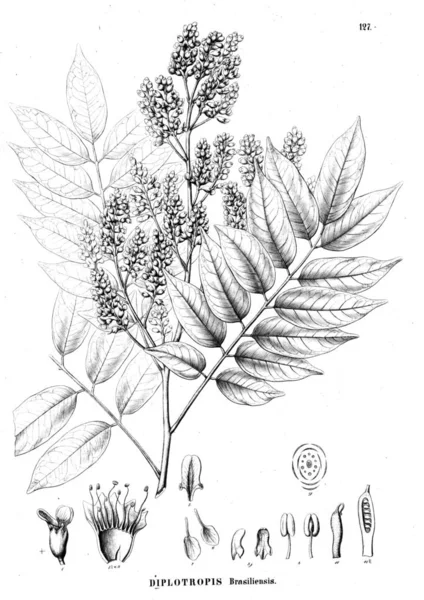 Illustration Plante Vieille Illustration — Photo