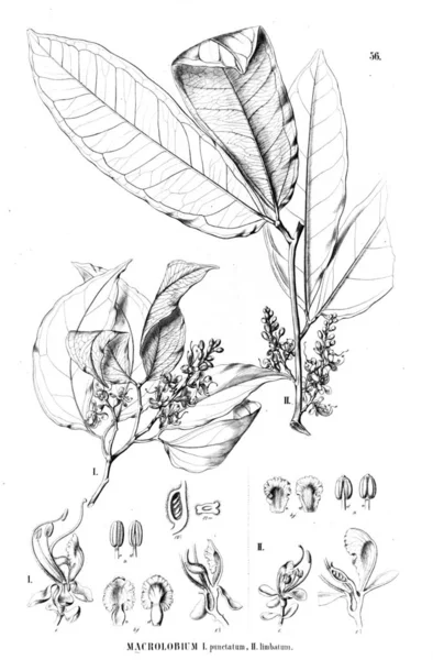植物的例证 旧插图 — 图库照片