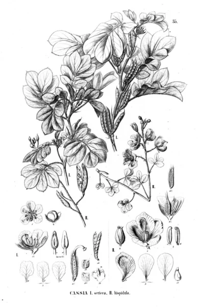 Illustration Plant Old Illustration — Stock Photo, Image