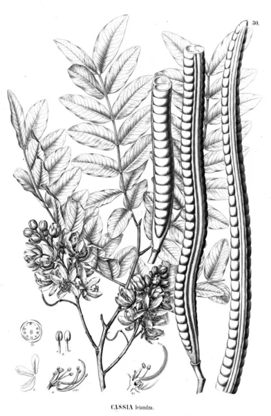 Illustration Anläggningen Gamla Bilden — Stockfoto