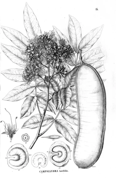 Illustration Plant Old Illustration — Stock Photo, Image