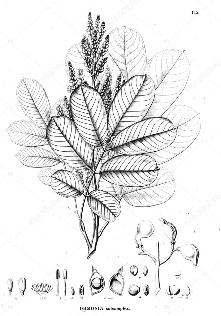 Illustration of plant. Old illustration