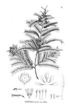 Bitki çizimi. Eski illüstrasyon