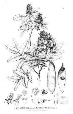 Bitki çizimi. Eski illüstrasyon