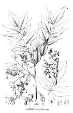 Bitki çizimi. Eski illüstrasyon