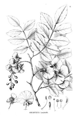 Bitki çizimi. Eski illüstrasyon