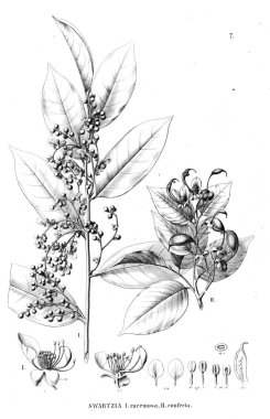 Bitki çizimi. Eski illüstrasyon