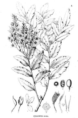 Bitki çizimi. Eski illüstrasyon