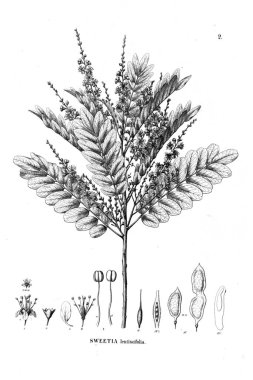 Bitki çizimi. Eski illüstrasyon