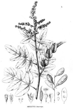 Bitki çizimi. Eski illüstrasyon