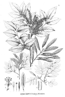 Bitki çizimi. Eski illüstrasyon