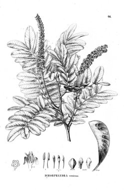 Bitki çizimi. Eski illüstrasyon