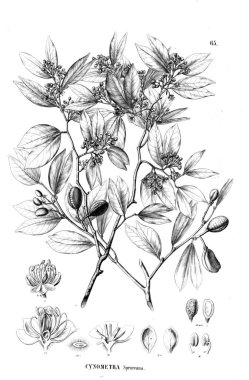 Bitki çizimi. Eski illüstrasyon