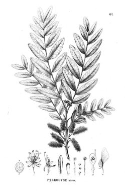 Bitki çizimi. Eski illüstrasyon