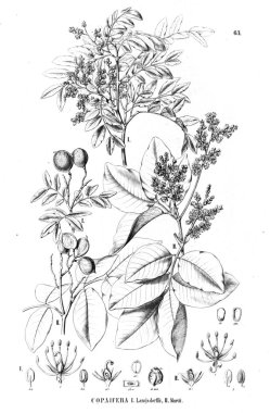 Bitki çizimi. Eski illüstrasyon