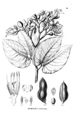 Bitki çizimi. Eski illüstrasyon