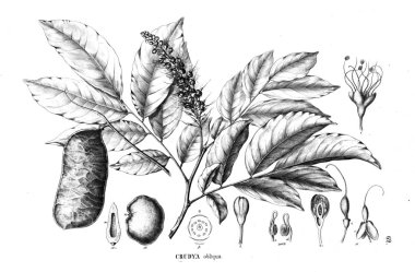 Bitki çizimi. Eski illüstrasyon