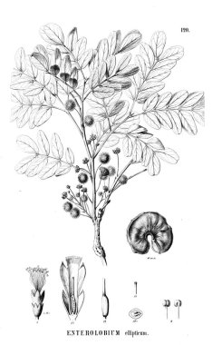 Bitki çizimi. Eski illüstrasyon