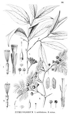 Bitki çizimi. Eski illüstrasyon