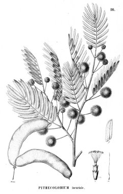 Bitki çizimi. Eski illüstrasyon