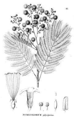 Bitki çizimi. Eski illüstrasyon