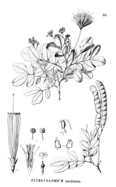 Bitki çizimi. Eski illüstrasyon