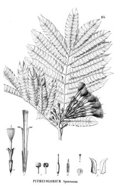 Bitki çizimi. Eski illüstrasyon