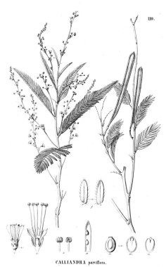 Bitki çizimi. Eski illüstrasyon