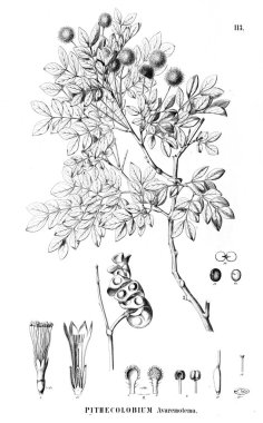 Bitki çizimi. Eski illüstrasyon