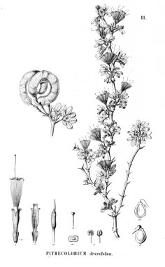 Bitki çizimi. Eski illüstrasyon