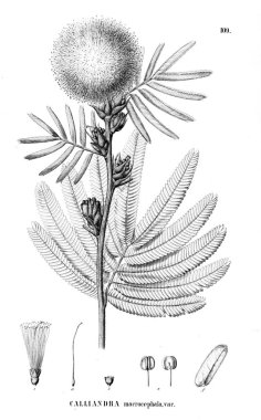 Bitki çizimi. Eski illüstrasyon