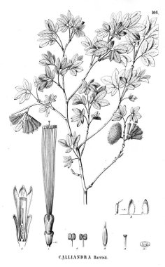 Bitki çizimi. Eski illüstrasyon