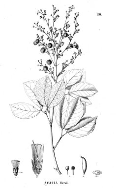 Bitki çizimi. Eski illüstrasyon