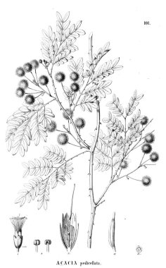 Bitki çizimi. Eski illüstrasyon