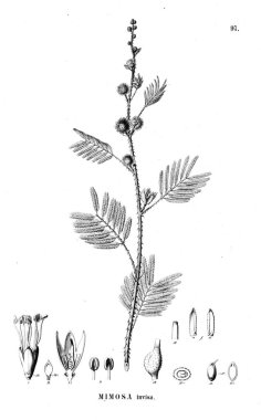 Bitki çizimi. Eski illüstrasyon