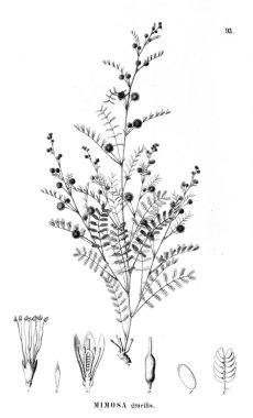 Bitki çizimi. Eski illüstrasyon