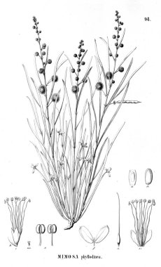 Bitki çizimi. Eski illüstrasyon