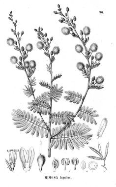 Bitki çizimi. Eski illüstrasyon