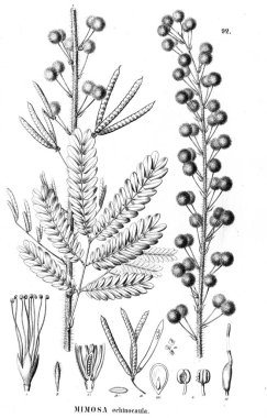 Bitki çizimi. Eski illüstrasyon