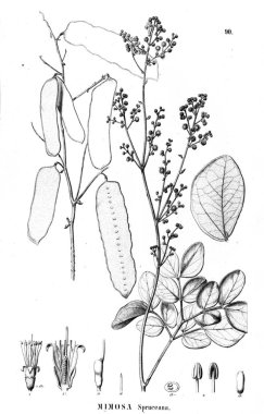 Bitki çizimi. Eski illüstrasyon